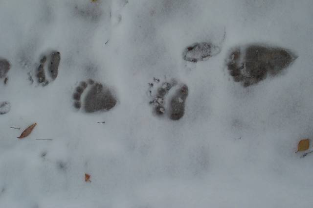 Björnspår i snö